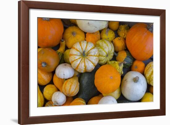 Assorted autumn vegetables, squashes and pumpkins, Derbyshire, England, United Kingdom, Europe-Frank Fell-Framed Photographic Print