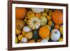 Assorted autumn vegetables, squashes and pumpkins, Derbyshire, England, United Kingdom, Europe-Frank Fell-Framed Photographic Print