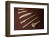 Assorted Bone Needles-Marilyn Angel Wynn-Framed Photographic Print