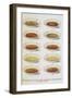 Assorted Bowls Of Soup-Isabella Beeton-Framed Giclee Print