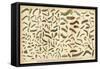 Assorted Caterpillars-null-Framed Stretched Canvas