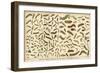 Assorted Caterpillars-null-Framed Art Print