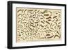 Assorted Caterpillars-null-Framed Art Print