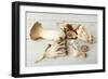 Assorted Edible Mushrooms on a Vintage White Table-Anyka-Framed Photographic Print