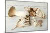 Assorted Edible Mushrooms on a Vintage White Table-Anyka-Mounted Photographic Print