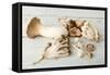 Assorted Edible Mushrooms on a Vintage White Table-Anyka-Framed Stretched Canvas