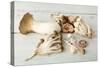 Assorted Edible Mushrooms on a Vintage White Table-Anyka-Stretched Canvas