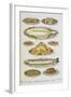 Assorted Fish Dishes Including Salmon, Trout, Cod and Scallops-Isabella Beeton-Framed Giclee Print