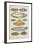 Assorted Fish Dishes Including Salmon, Trout, Cod and Scallops-Isabella Beeton-Framed Giclee Print