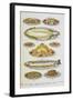 Assorted Fish Dishes Including Salmon, Trout, Cod and Scallops-Isabella Beeton-Framed Giclee Print