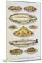 Assorted Fish Dishes Including Salmon, Trout, Cod and Scallops-Isabella Beeton-Mounted Giclee Print