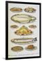 Assorted Fish Dishes Including Salmon, Trout, Cod and Scallops-Isabella Beeton-Framed Giclee Print