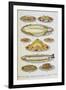 Assorted Fish Dishes Including Salmon, Trout, Cod and Scallops-Isabella Beeton-Framed Giclee Print