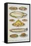 Assorted Fish Dishes Including Salmon, Trout, Cod and Scallops-Isabella Beeton-Framed Stretched Canvas