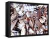 Assorted Fish Pile, Kuching Sunday Market, Kuching, Sarawak, Borneo, Malaysia-Jay Sturdevant-Framed Stretched Canvas