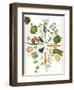 Assorted Foods-Wayne Anderson-Framed Giclee Print