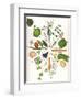 Assorted Foods-Wayne Anderson-Framed Giclee Print