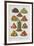 Assorted Fruits Including Pineapple-Isabella Beeton-Framed Giclee Print