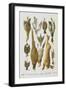 Assorted Game Including Rabbit, Duck, Snipe, Pigeon and Pheasants-Isabella Beeton-Framed Giclee Print