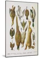 Assorted Game Including Rabbit, Duck, Snipe, Pigeon and Pheasants-Isabella Beeton-Mounted Giclee Print