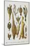 Assorted Game Including Rabbit, Duck, Snipe, Pigeon and Pheasants-Isabella Beeton-Mounted Giclee Print