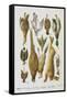 Assorted Game Including Rabbit, Duck, Snipe, Pigeon and Pheasants-Isabella Beeton-Framed Stretched Canvas