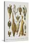 Assorted Game Including Rabbit, Duck, Snipe, Pigeon and Pheasants-Isabella Beeton-Stretched Canvas