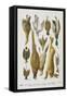 Assorted Game Including Rabbit, Duck, Snipe, Pigeon and Pheasants-Isabella Beeton-Framed Stretched Canvas