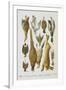 Assorted Game Including Rabbit, Duck, Snipe, Pigeon and Pheasants-Isabella Beeton-Framed Giclee Print