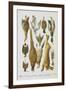 Assorted Game Including Rabbit, Duck, Snipe, Pigeon and Pheasants-Isabella Beeton-Framed Giclee Print