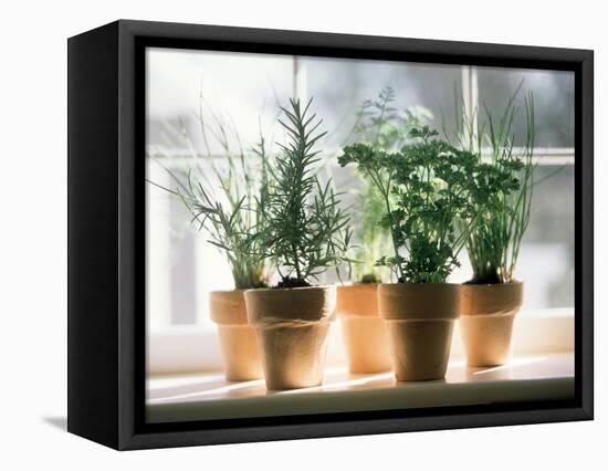 Assorted Herbs Growing in Clay Pots; Window Sill-Eising Studio - Food Photo and Video-Framed Stretched Canvas