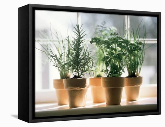 Assorted Herbs Growing in Clay Pots; Window Sill-Eising Studio - Food Photo and Video-Framed Stretched Canvas