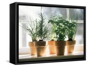 Assorted Herbs Growing in Clay Pots; Window Sill-Eising Studio - Food Photo and Video-Framed Stretched Canvas