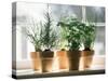 Assorted Herbs Growing in Clay Pots; Window Sill-Eising Studio - Food Photo and Video-Stretched Canvas