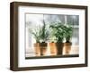 Assorted Herbs Growing in Clay Pots; Window Sill-Eising Studio - Food Photo and Video-Framed Photographic Print