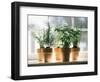 Assorted Herbs Growing in Clay Pots; Window Sill-Eising Studio - Food Photo and Video-Framed Photographic Print