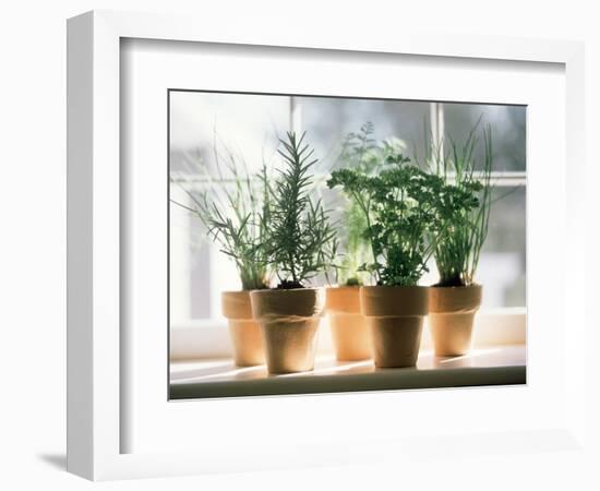 Assorted Herbs Growing in Clay Pots; Window Sill-Eising Studio - Food Photo and Video-Framed Photographic Print