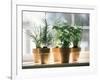 Assorted Herbs Growing in Clay Pots; Window Sill-Eising Studio - Food Photo and Video-Framed Photographic Print