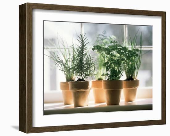 Assorted Herbs Growing in Clay Pots; Window Sill-Eising Studio - Food Photo and Video-Framed Photographic Print