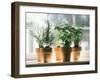 Assorted Herbs Growing in Clay Pots; Window Sill-Eising Studio - Food Photo and Video-Framed Photographic Print