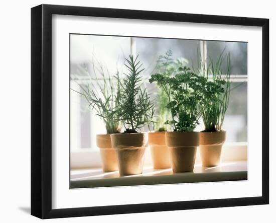 Assorted Herbs Growing in Clay Pots; Window Sill-Eising Studio - Food Photo and Video-Framed Photographic Print