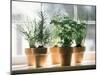 Assorted Herbs Growing in Clay Pots; Window Sill-Eising Studio - Food Photo and Video-Mounted Photographic Print