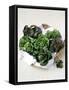 Assorted Lettuce Heads-Kit Latham-Framed Stretched Canvas