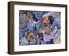 Assorted Minerals of the World-Walter Geiersperger-Framed Photographic Print