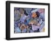 Assorted Minerals of the World-Walter Geiersperger-Framed Photographic Print