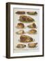 Assorted Roast Meats Including Pork, Mutton and Beef-Isabella Beeton-Framed Giclee Print