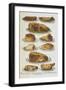 Assorted Roast Meats Including Pork, Mutton and Beef-Isabella Beeton-Framed Giclee Print