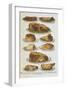 Assorted Roast Meats Including Pork, Mutton and Beef-Isabella Beeton-Framed Giclee Print