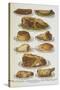Assorted Roast Meats Including Pork, Mutton and Beef-Isabella Beeton-Stretched Canvas
