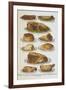 Assorted Roast Meats Including Pork, Mutton and Beef-Isabella Beeton-Framed Giclee Print